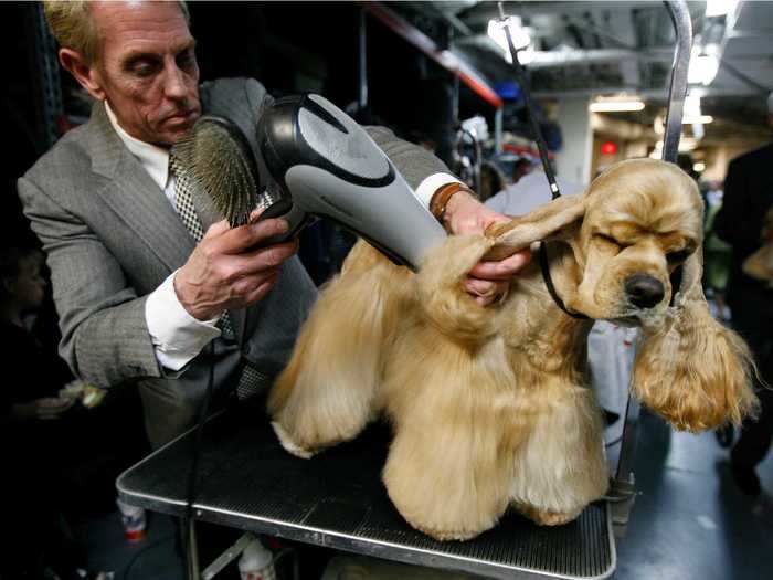 Getting an ear blow-dry is a regular part of a cocker spaniel