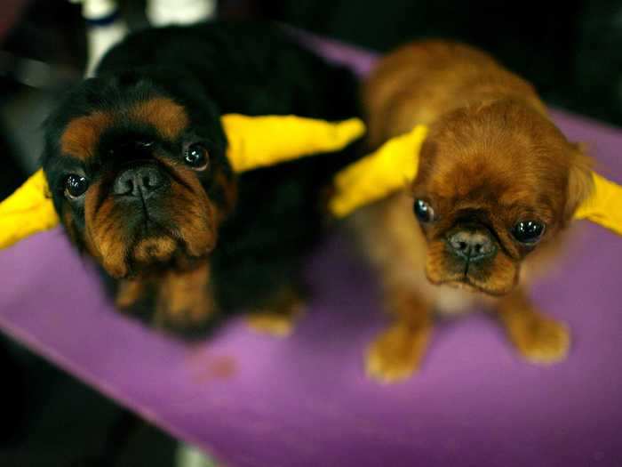 These English toy spaniels have their ears wrapped.