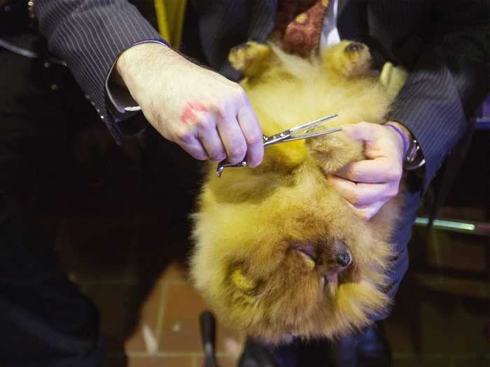 This Pomeranian gets an upside down nail trim.