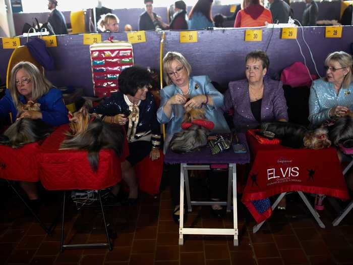 This group of Yorkshire terriers is having a grooming party.