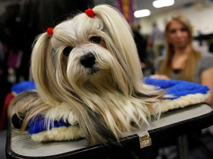 Penny the lhasa Apso has her hair in pigtails to keep it in the right position for the ring.