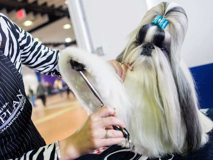 Jasper the Shih Tzu wears his hair up with a turquoise bow.