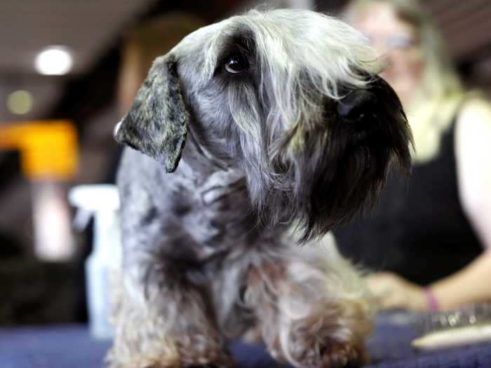 This Cesky terrier looks to be sporting some fashionable bangs.