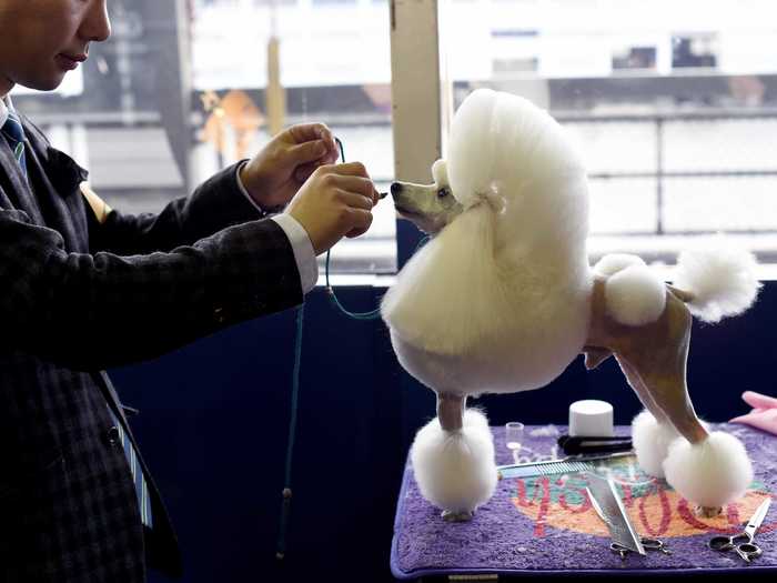 No detail is overlooked as this toy poodle is groomed.