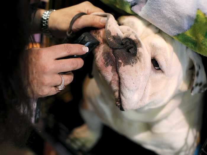 English bulldogs need their whiskers shaved when competing at Westminster.