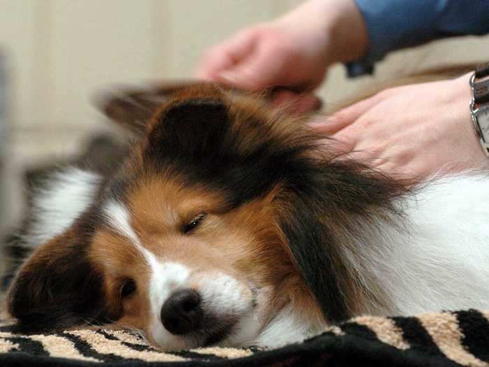 Some dogs prefer to relax while getting pampered, like this Shetland sheepdog.