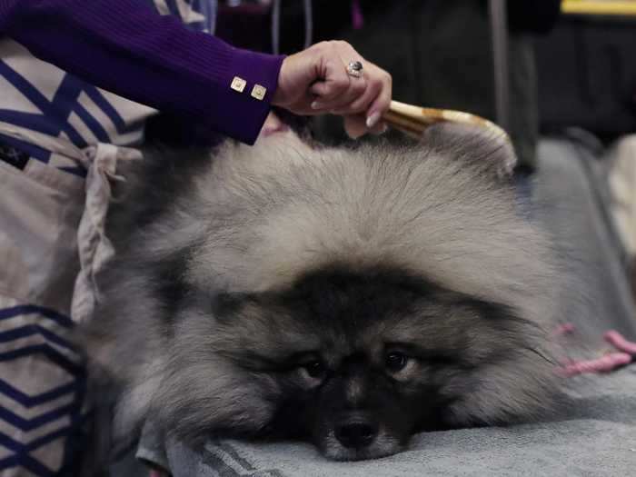 ... while Couvee the Keeshond looks like she