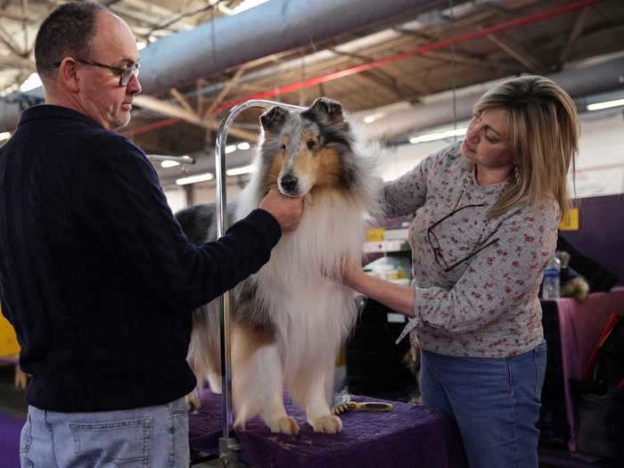 And Saxon the collie appears calm and collected as his owners primp his fur.