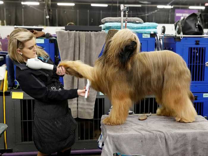 Jambo the Briard is pampered to perfection, and he seems to enjoy the attention.