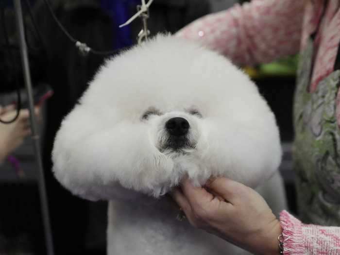 Donald the bichon frise is a picture-perfect fluffball.