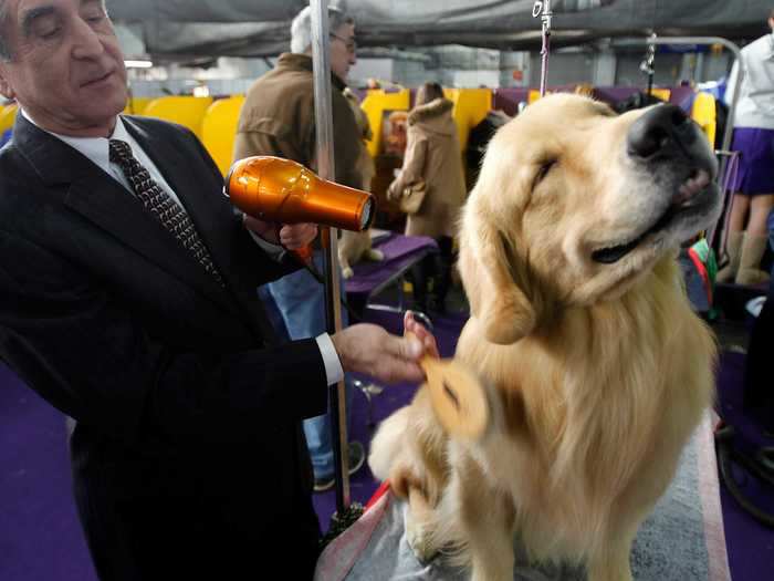 Henry the golden retriever seems to be enjoying a brush and blow dry.