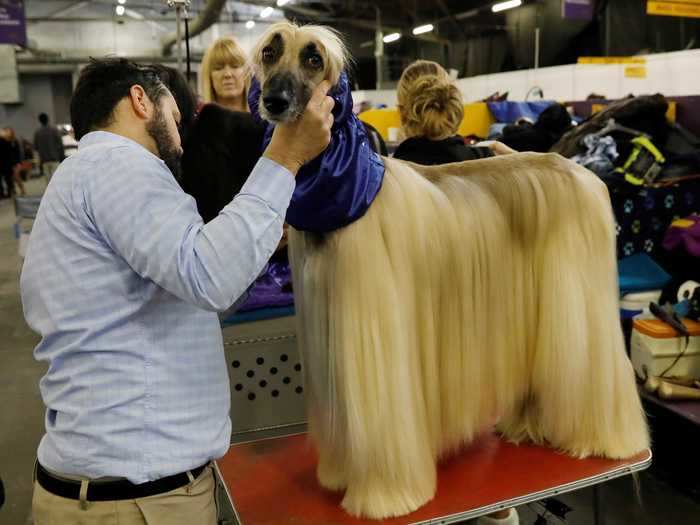 Afghan hounds also require intensive grooming schedules. Here, Leo wears a snood to keep his hair clean and static-free.