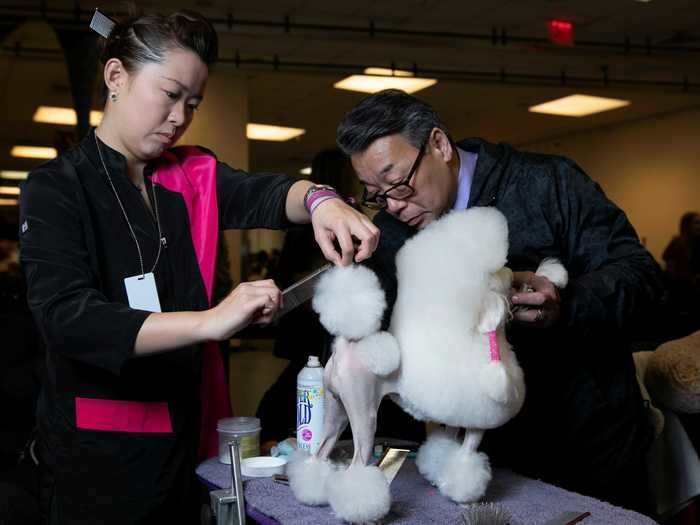 This miniature version of the breed has a glam squad working behind the scenes.