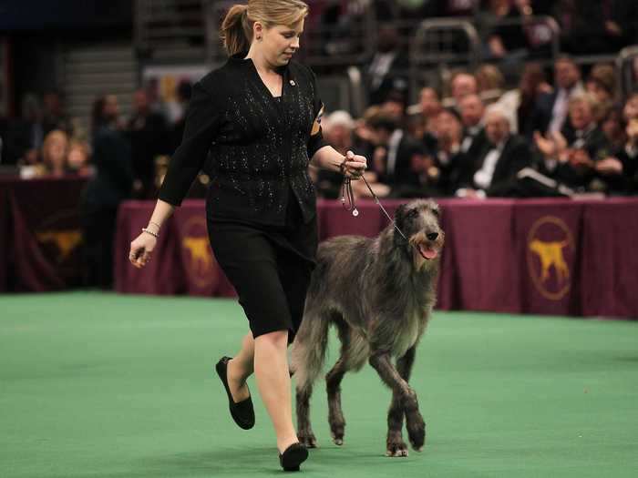 Foxcliffe Hickory Wind overcame her breed