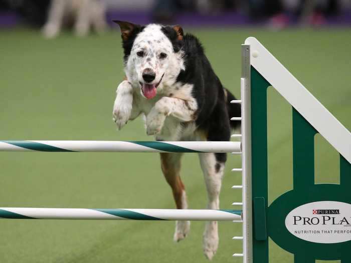 Panda competed the first year mutts or "All American" dogs were allowed at Westminster.