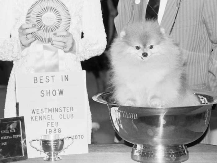 Pomeranian Great Elms Prince Charming II was the smallest dog to ever win, at just 4.5 pounds.