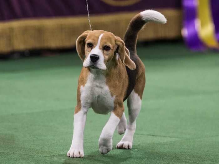 In 2015, a quiet beagle named Miss P surprised the crowd by beating the favorites, including Sunny Obama