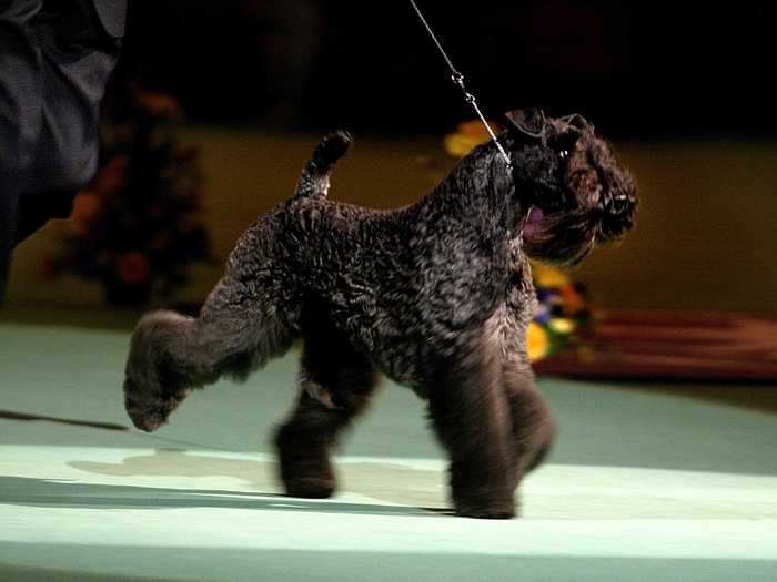 Torums Scarf Michael, aka Mick, was the first Kerry blue terrier to win best in show. Historically, the breed was known as a peasant farmer