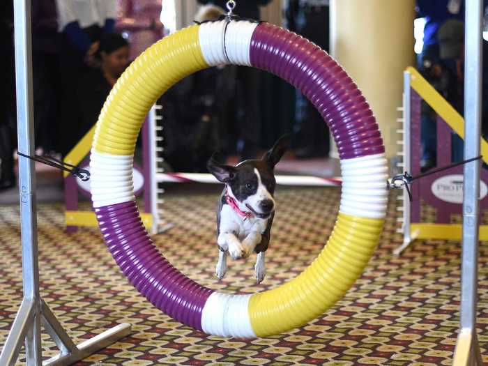Hailey the Boston terrier/beagle, a certified therapy dog, took home the 2016 All American title.