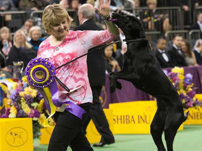 Despite her breed never winning best in show, Heart the Labrador retriever has won the Masters Obedience Championship every year since it started in 2016.