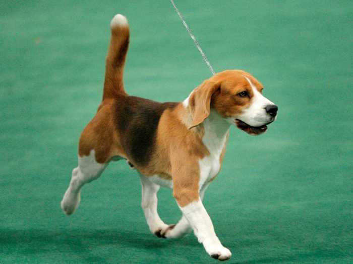 In 2008, Uno proved that the beagle, a breed that had never won best in show in the competition