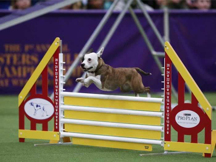 Emma the mutt survived a kill shelter to a become an agility contender.