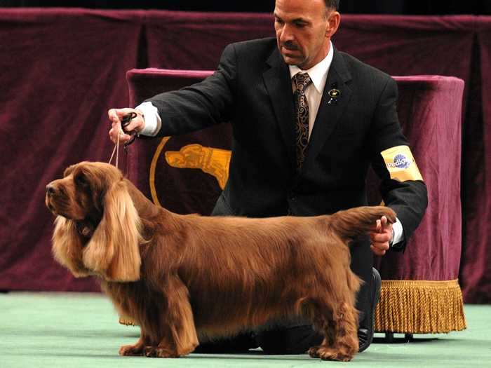 Clussexx Three D Grinchy Glee, aka Stump, was the oldest dog to win best in show at 10 years old - he