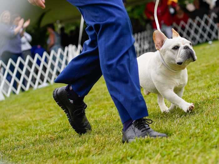 Each dog had a chance to trot with their handler around each ring.