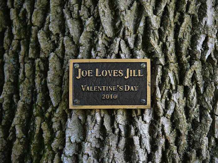 Joe Biden surprised his wife, Jill, with a tree swing on the grounds of the residence for Valentine