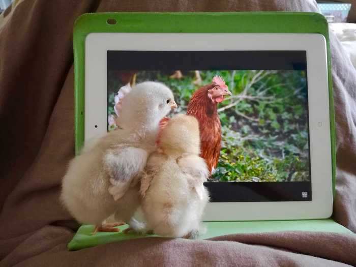 Sophie Bonnefoi photographed baby chicks enjoying a video of a hen in "Inquisitive Chicks."