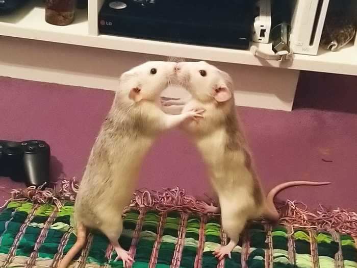 In "Ninja Rats," Memphis Morey photographed two rats play fighting.