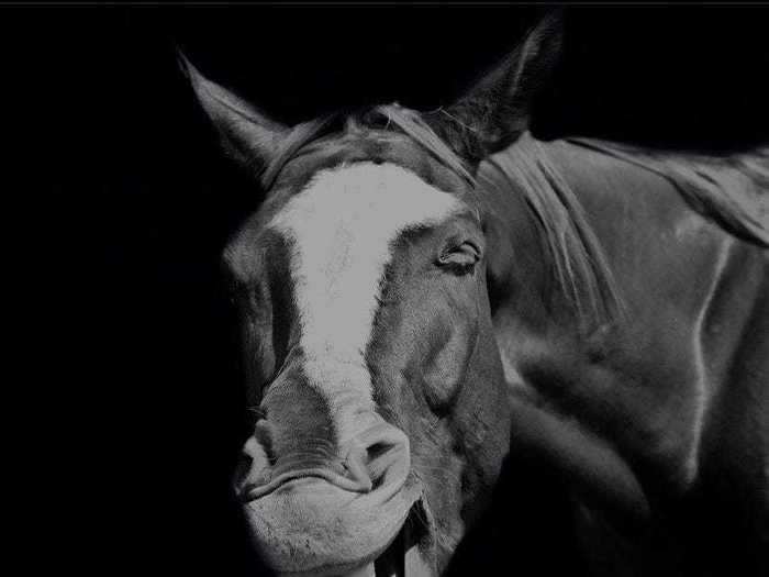 Holly Taylor titled this expressive photo of a horse "Inside Joke."