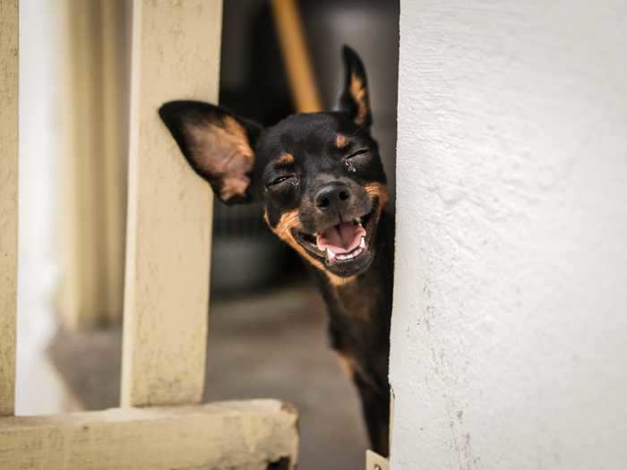 Arthur Carvalho de Moura captured his dog Hassan smiling ear to ear in "Puppy Laugh."