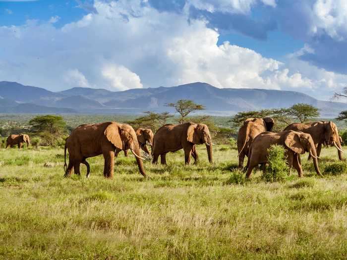 Kruger National Park in South Africa is home to many rare animals.