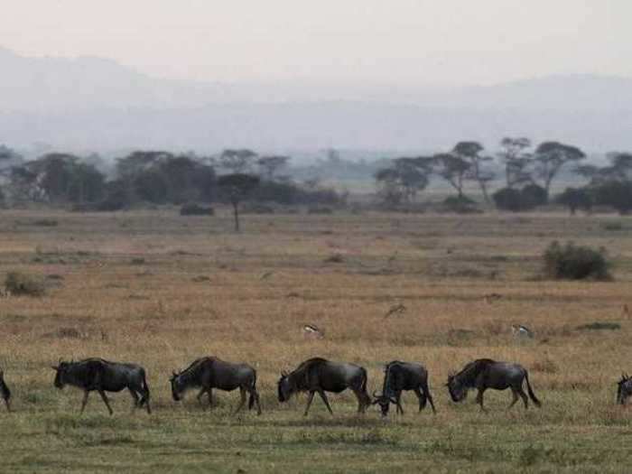 Serengeti National Park in Tanzania is filled with wildlife.