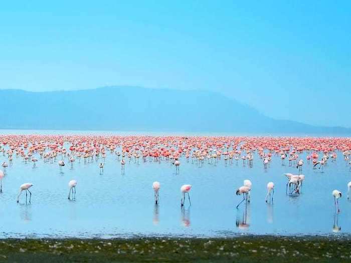 Lake Nakuru National Park in Kenya will let you see local wildlife.