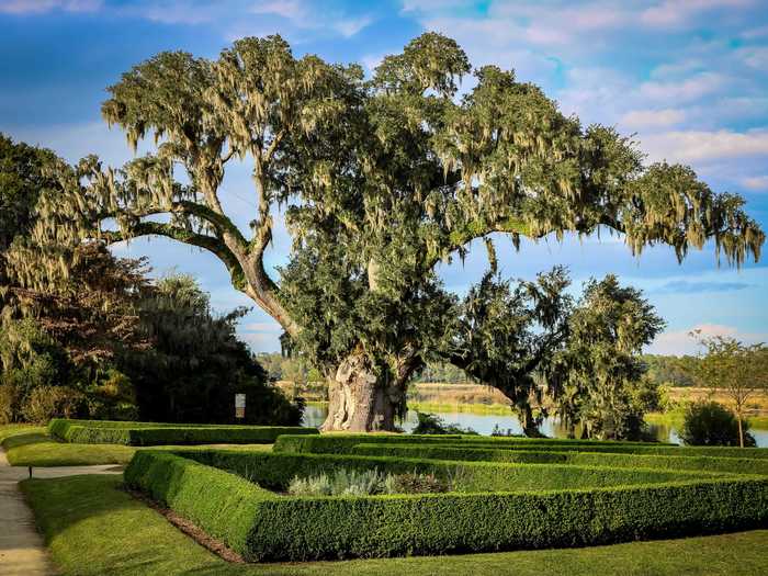 SOUTH CAROLINA: The Middleton Oak tree (Middleton Place) in Dorchester County