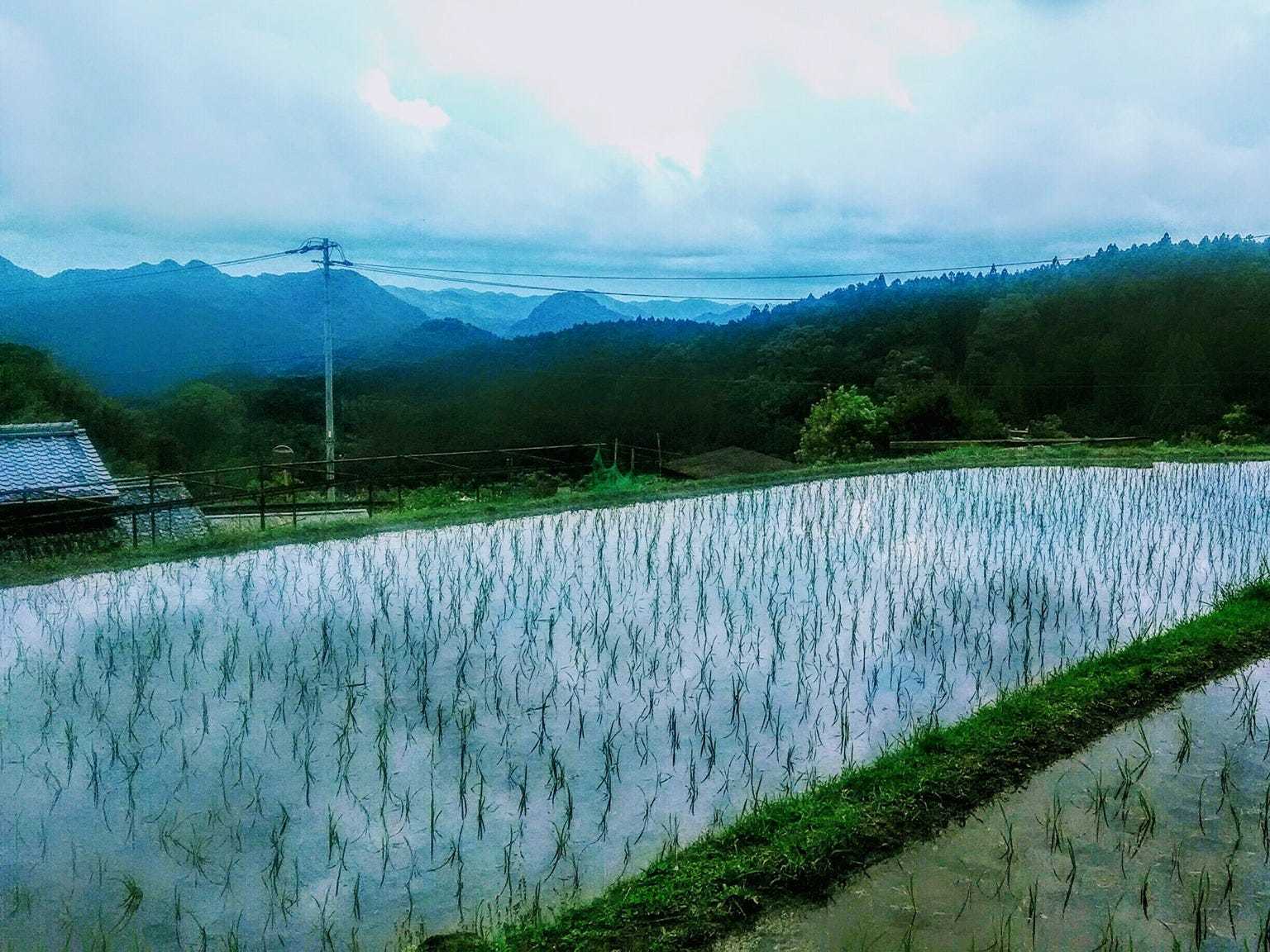 The rice paddy field at dusk outside of the Tokai