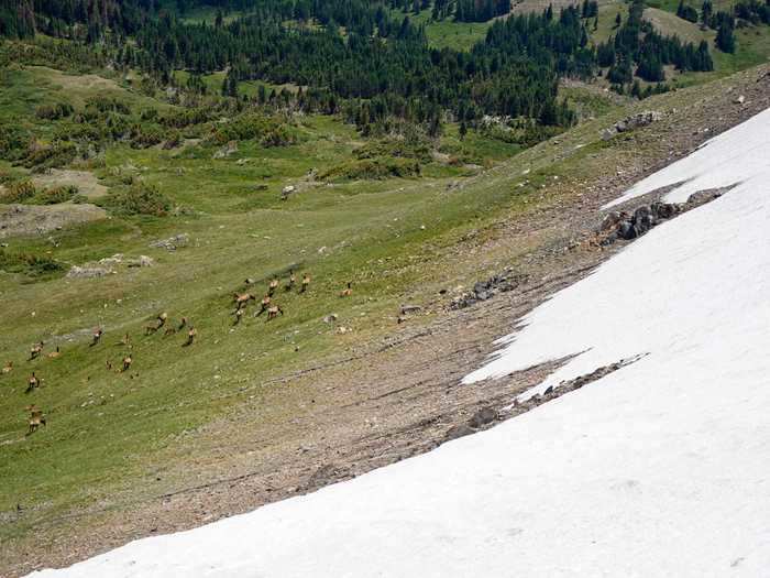 Seeing this herd of elk grazing the tundra in the Rocky Mountains was an unforgettable experience ...