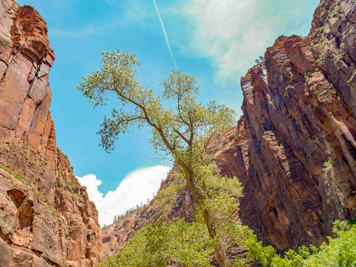 If I had only one day in Zion, I would hike the Narrows trail.