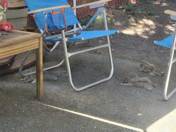 Twitter user @Individual1isa1 told Insider she lives in Southern Pierce County, Washington, where she said the heat "made us all feel like we were in a microwave oven." Apparently, even the squirrels in her backyard were trying to find shade from the sun.