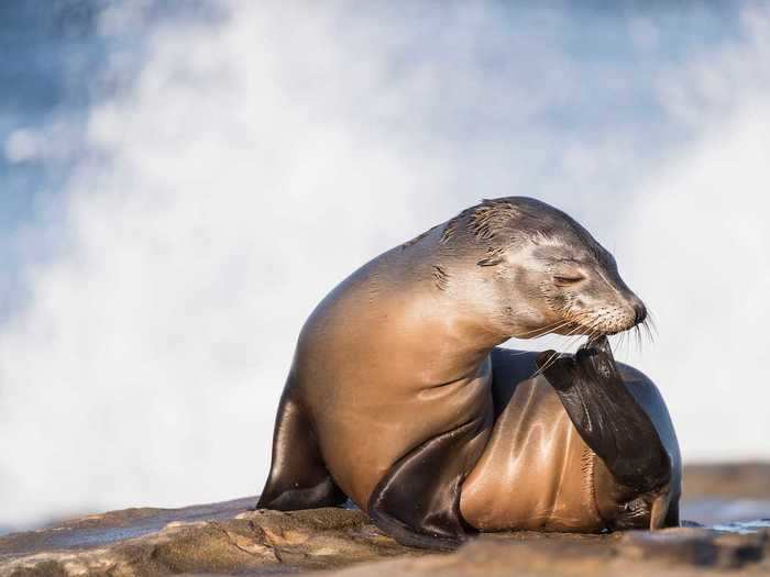 This image of a curious California sea lion pup basking in the morning sun earned photographer Matthew Meier an honorable mention in the above-water seascapes category.