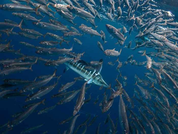 An energetic photo of sardines being chased by a striped marlin earned Jacopo Brunetti second place in the same category.