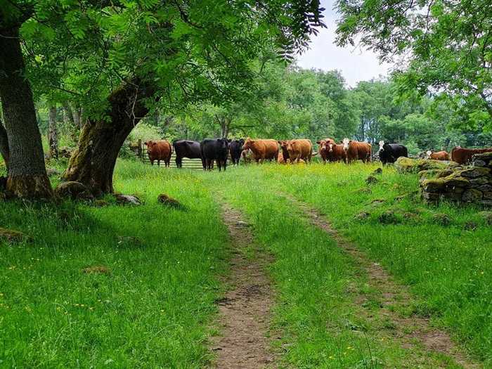 When I reached the end of the path, the first thing I could see was more cows - who all seemed to be staring at me.