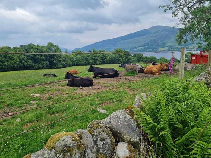 Ben Lawers - the highest mountain in the Southern Highlands - along with some cows provided a scenic and slightly stereotypical Scottish backdrop.