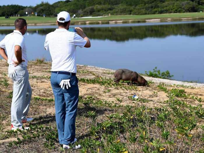 Sergio Garcia and Bernd Wiesberger check out a capybara on the golf course.