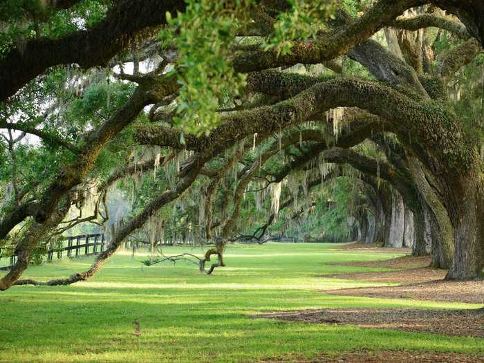 South Carolina: Angel Oak Tree