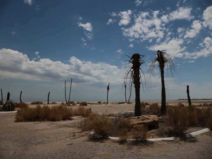 The extra-dry, extra-hot conditions are obliterating vegetation like these palm trees, and taxing power grids. As temperatures rise, people tend to turn up air conditioning units, increasing the potential for rolling blackouts.