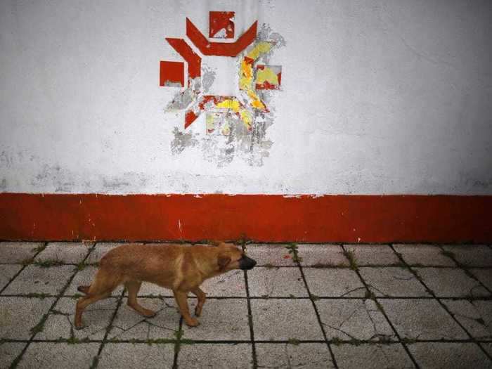 Kosovo Stadium, where the opening ceremony was held, belongs to the dogs now.