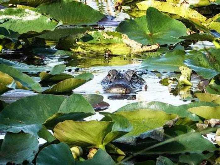 The Florida Everglades.